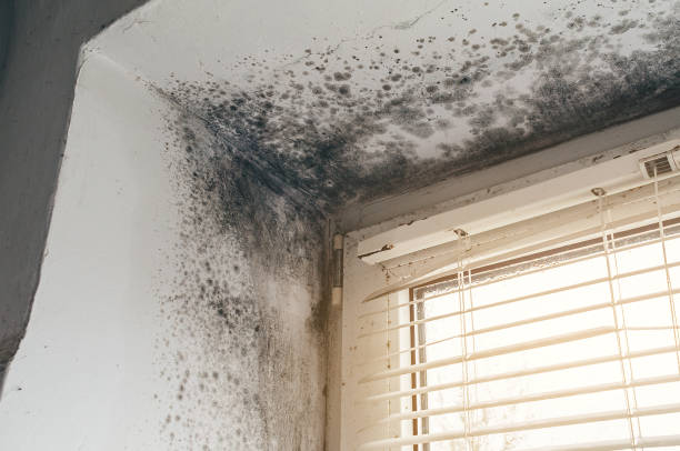 Affordable Attic Mold Remediation solutions in Westernport, MD